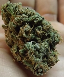 Close up of Critical Marijuana Strain