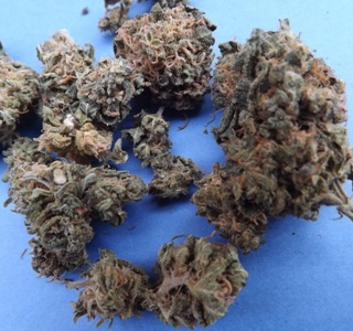 Strain Review of Black Mamba cannabis