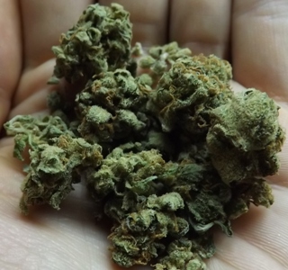 Amnesia marijuana strain in the hand