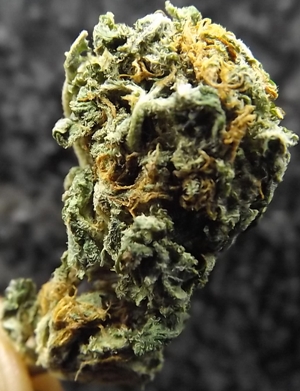 Black Water Cannabis Strain closeup no 2