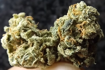 Closeup of the Amnesia Marijuana Strain