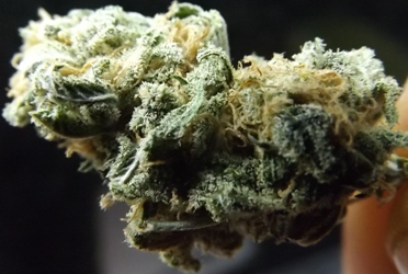 Cream Caramel Cannabis Strain Closeup
