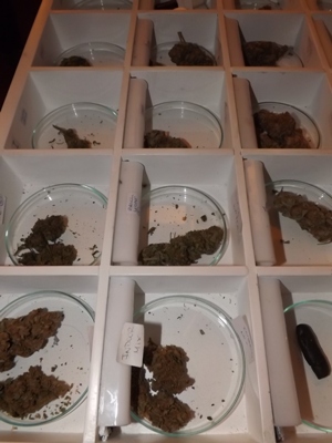 Marijuana Selection at RDM