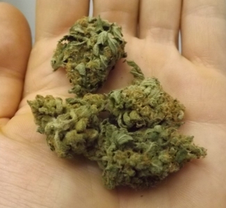 Review of Critical Lemon Weed Strain - in the hand
