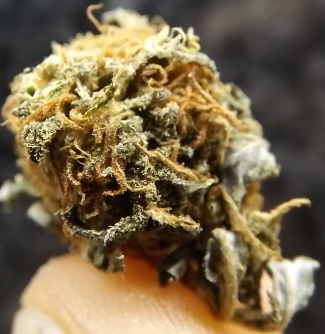Super 7 Marijuana Strain Close Up