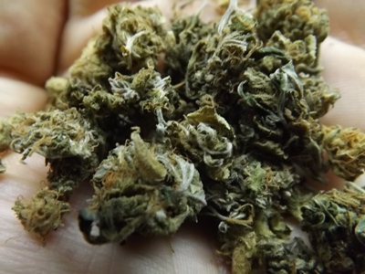 Super 7 Strain Review- Buds in the Hand