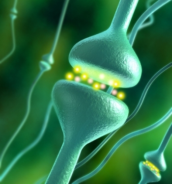 The Endocannabinoid System in Humans Is Older than cannabis