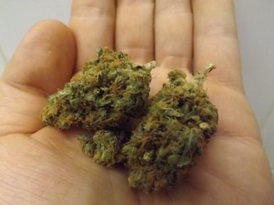 Yumboldt Marijuana Strain in the Hand