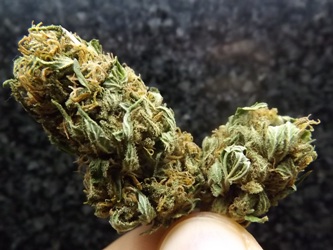 2 lil Nugs of Super Skunk cannabis strain