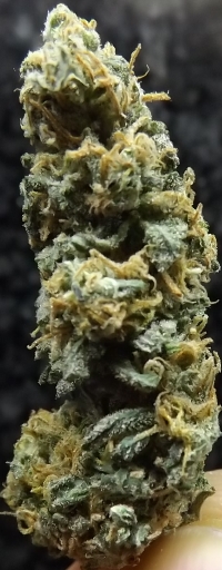 Afghan Kush marijuana strain review closeup shot 1