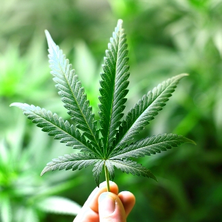 Big ass marijuana leaf