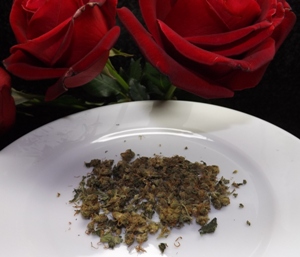 MK Ultra marijuana strain and a couple of roses - Awwwww