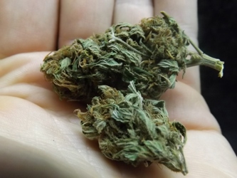 Super Skunk cannabis strain in the hand