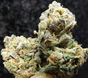 closeup #2 of the Cheese cannabis strain