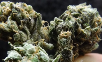closeup of the cheese weed strain