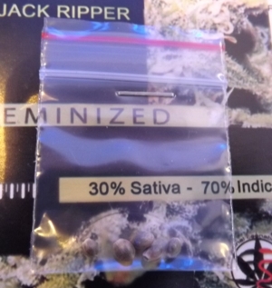 Jack Ripper Seeds at All Star Genetics Seed bank