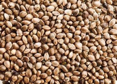 Closeup of cannabis seeds