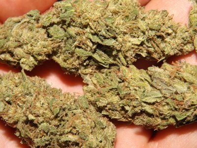 Deep Chunk marijuana strain closeup in the hand
