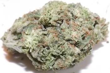LA Blue cannabis strain closeup no 1