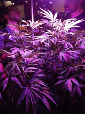 Live cannabis plants at the High Times Cannabis Cup
