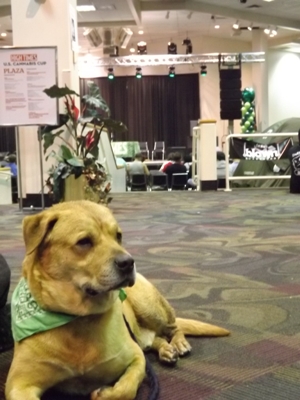 Dog in Green Bandana at the Cannabis Cup in Denver
