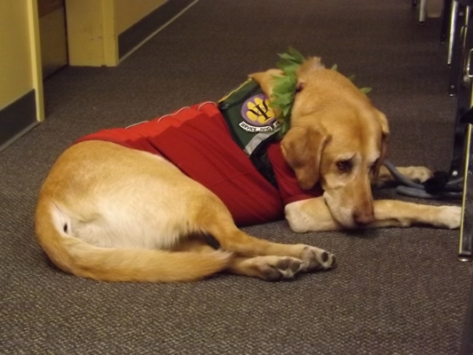 Service dog at the veterans meeting, High Times Cannabis Cup
