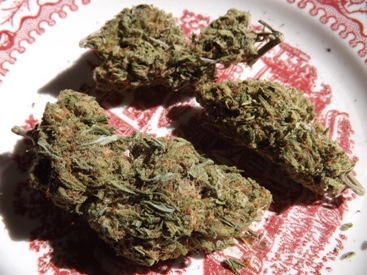 3 nugs of Blue Dream Cannabis strain on red plate background