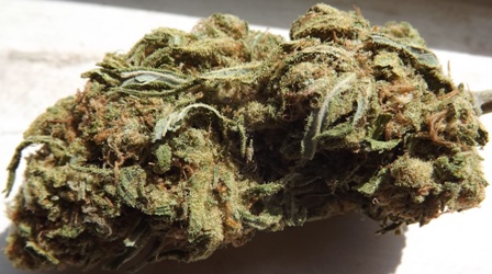 Closeup number 3 of Blue Dream marijuana strain