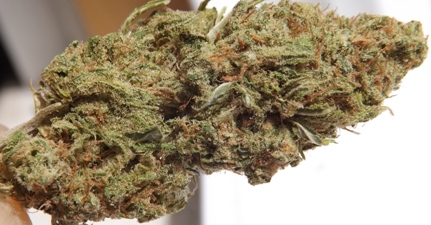 Closeup number 4 of Blue Dream marijuana strain