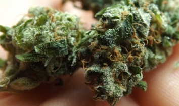 Closeup of Sour Diesel marijuana strain