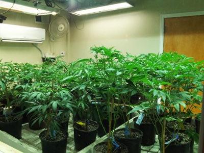 Live marijuana plants at Lodo Wellness