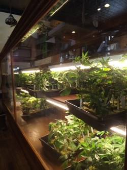 More live cannabis plants at LaContes in Denver