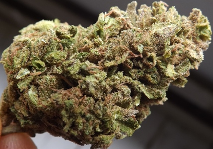 Large closeup of Jack Herer 3 cannabis strain