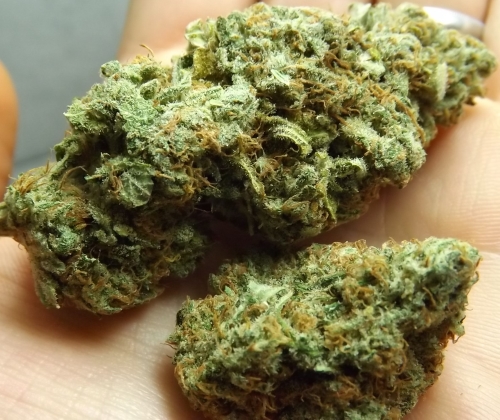 Choko cannabis strain in the hand
