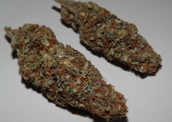 2 Buds of Zombie Kush marijuana strain