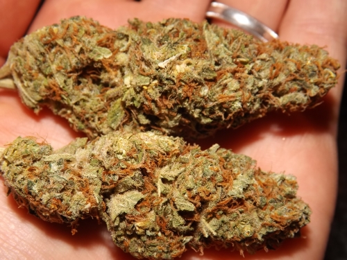 Zombie Kush cannabis strain in the hand