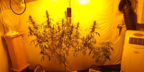 Grow Area at the Cannabis College