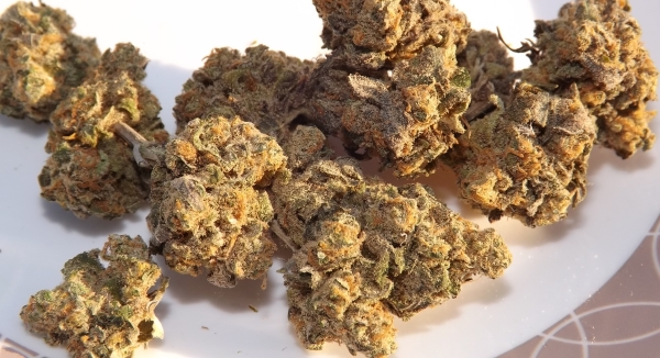 Huckleberry marijuana strain on a plate