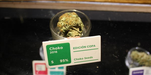Choko cannabis strain at Club Choko