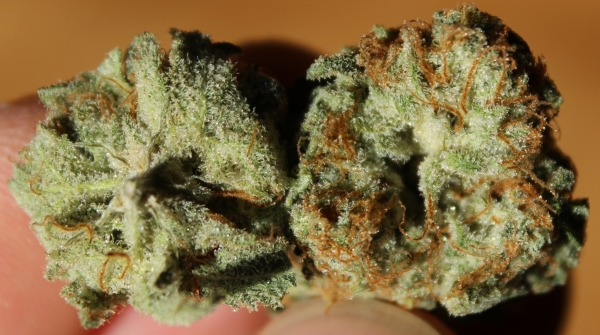 Super Closeup - Thin Mint Girl Scout Cookies Cannabis Strain