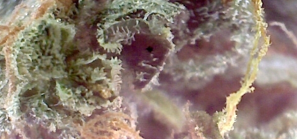Image taken by MicroCapture USB Microscope