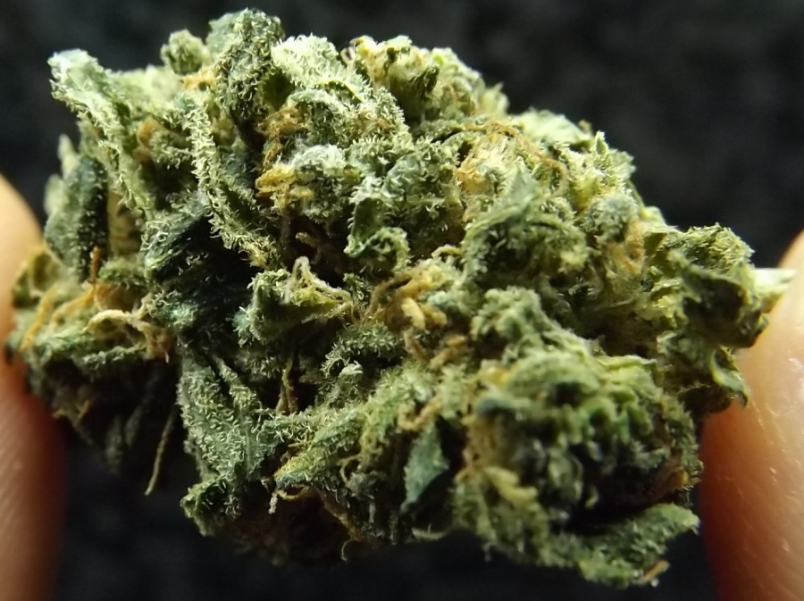 Black Mambar Strain Review - Feature Image