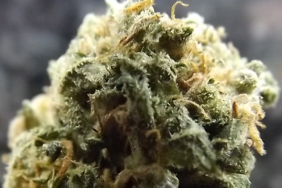Feature Image for Cranberry Kush Strain Review