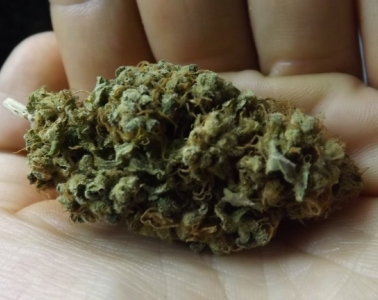 Marijuana Strain Review of NYC Diesel