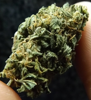 Up Close with Black Mamba marijuana