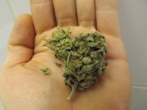 Black Jack Marijuana Strain in the hand