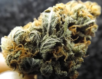 Black Lemon Cannabis Strain Closeup