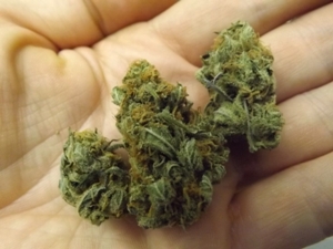 Black Lemon Marijuana Strain in the hand