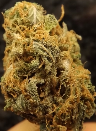 Close up of Criminal Marijuana Strain