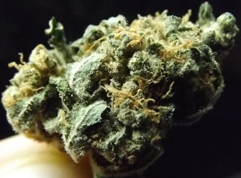 Close up of the Critical Lemon Strain